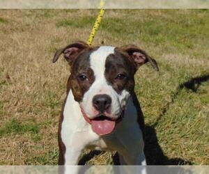 Bull-Boxer Dogs for adoption in Charlotte, NC, USA