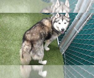 Siberian Husky Dogs for adoption in Downey, CA, USA