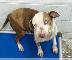 Catahoula Leopard Dog-Unknown Mix Dogs for adoption in Rockaway, NJ, USA