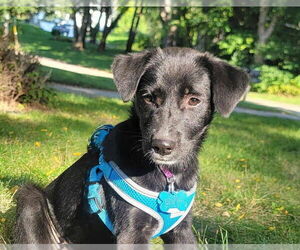 Labrador Retriever-Unknown Mix Dogs for adoption in Minneapolis, MN, USA