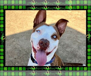 American Pit Bull Terrier Dogs for adoption in Ojai, CA, USA