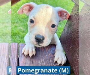 Staffordshire Bull Terrier-Unknown Mix Dogs for adoption in pomfret, CT, USA