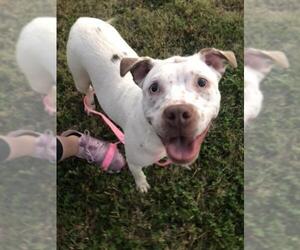 American Pit Bull Terrier-Unknown Mix Dogs for adoption in byhalia, MS, USA