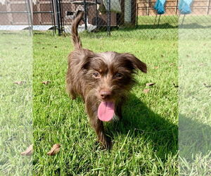 Mutt Dogs for adoption in Rockaway, NJ, USA