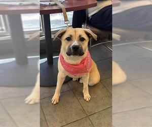 Labrador Retriever Dogs for adoption in San Antonio, TX, USA