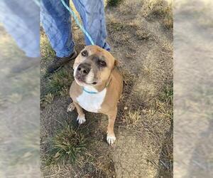 Staffordshire Bull Terrier Dogs for adoption in Fort Collins, CO, USA