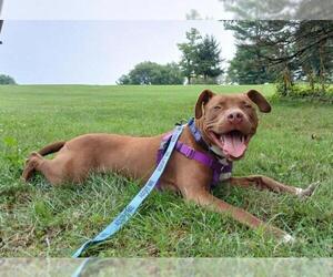 American Pit Bull Terrier Dogs for adoption in Derwood, MD, USA