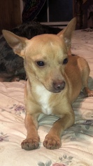 Chi-Corgi Dogs for adoption in Waldron, AR, USA