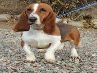 Basset Hound Dogs for adoption in Littleton, CO, USA
