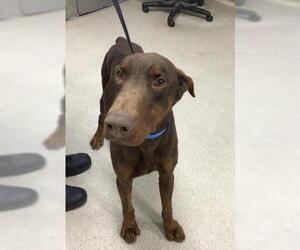 Doberman Pinscher Dogs for adoption in Riverside, CA, USA