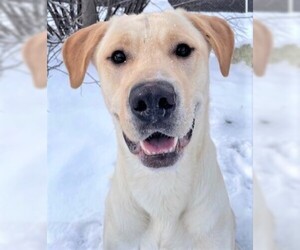 Mastador Dogs for adoption in Palmer, AK, USA