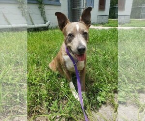 Small Catahoula Leopard Dog Mix