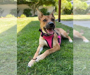 Basenji-Unknown Mix Dogs for adoption in Milwaukie, OR, USA