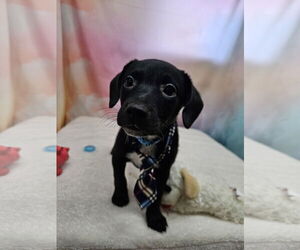 Dachshund-Unknown Mix Dogs for adoption in Metairie, LA, USA