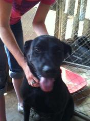 Great Dane-Labrador Retriever Mix Dogs for adoption in Colfax, IL, USA