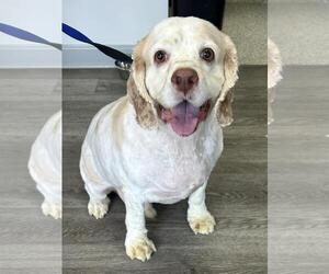 Cocker Spaniel Dogs for adoption in Westminster, MD, USA