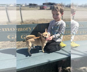 Chihuahua Dogs for adoption in Estherville, IA, USA