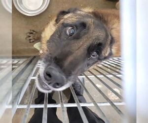 Mutt Dogs for adoption in San Bernardino, CA, USA