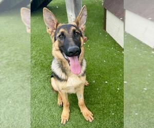 German Shepherd Dog Dogs for adoption in Toronto, Ontario, Canada