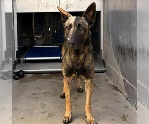 Mutt Dogs for adoption in Camarillo, CA, USA