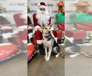 Gerberian Shepsky Dogs for adoption in Fremont, CA, USA