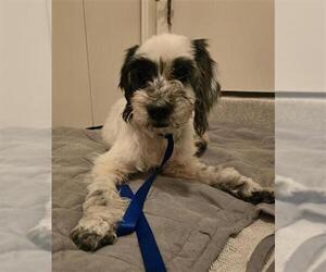 Miniature Schnauzer-Unknown Mix Dogs for adoption in San Antonio, TX, USA