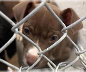 Labrador Retriever-Unknown Mix Dogs for adoption in Olathe, KS, USA
