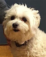 Maltipoo Dogs for adoption in Mount Airy, NC, USA