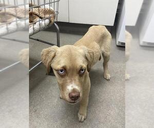 Labrador Retriever-Unknown Mix Dogs for adoption in HESPERIA, CA, USA