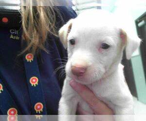 Labrador Retriever Dogs for adoption in Tulsa, OK, USA
