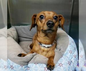 Dachshund Dogs for adoption in Madisonville, TN, USA