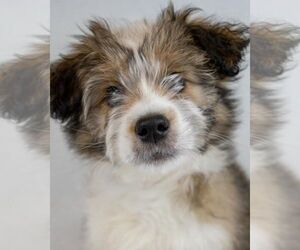 Shih Tzu-Unknown Mix Dogs for adoption in Kennesaw, GA, USA