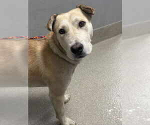 American Pit Bull Terrier-Labrador Retriever Mix Dogs for adoption in Las Vegas, NV, USA