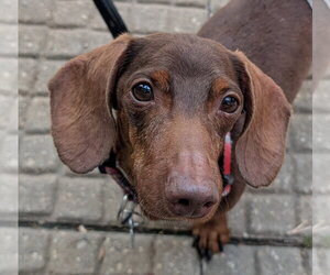 Dachshund Dogs for adoption in Sioux Falls, SD, USA
