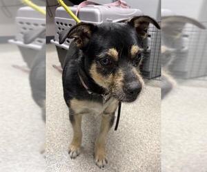 Cairn Terrier-Unknown Mix Dogs for adoption in Visalia, CA, USA