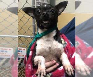 French Bullhuahua Dogs for adoption in Claremore, OK, USA
