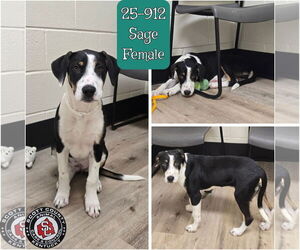 Mutt Dogs for adoption in Georgetown, KY, USA