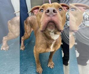 Staffordshire Bull Terrier Dogs for adoption in Mobile, AL, USA