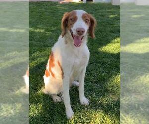 Brittany Dogs for adoption in Colorado Springs, CO, USA