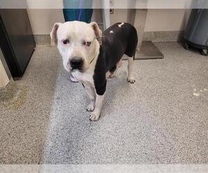 American Pit Bull Terrier Dogs for adoption in Houston, TX, USA