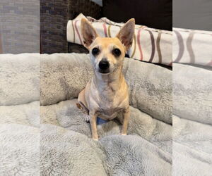 Chihuahua Dogs for adoption in Bellevue, WA, USA