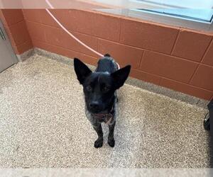 Mutt Dogs for adoption in Pueblo, CO, USA