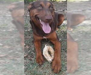 Labrottie Dogs for adoption in San Antonio, TX, USA