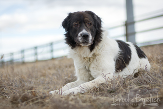 Karelian Bear Dog Dogs for adoption in Peyton, CO, USA