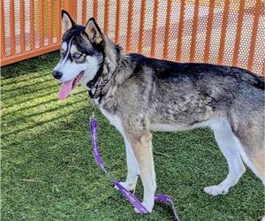 Huskies -Unknown Mix Dogs for adoption in Las Vegas, NV, USA