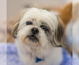 Shih Tzu-Unknown Mix Dogs for adoption in Kanab, UT, USA