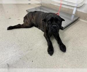 Mutt Dogs for adoption in Grand Prairie, TX, USA