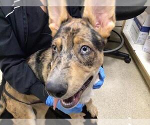 Siberian Husky-Unknown Mix Dogs for adoption in Riverside, CA, USA