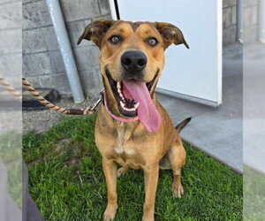 Labrador Retriever-Unknown Mix Dogs for adoption in Long Beach, CA, USA