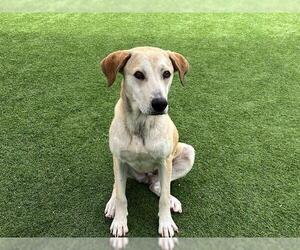 Labrador Retriever-Unknown Mix Dogs for adoption in Orange, CA, USA